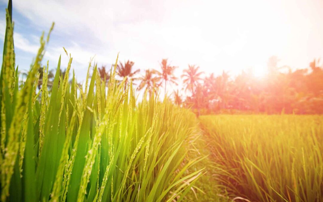 startmeup-internship-bali-paddy