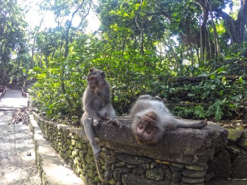 bali monkeys