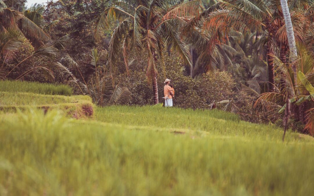 ubud-rice-fields