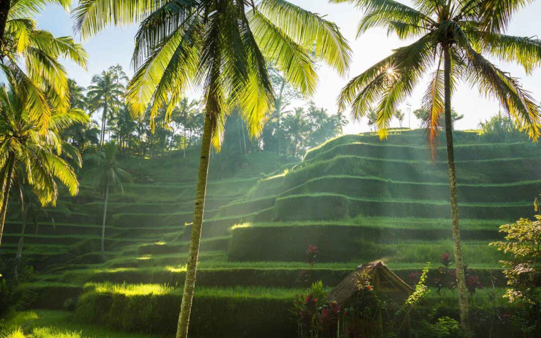 Bali-startmeup-startup-internship