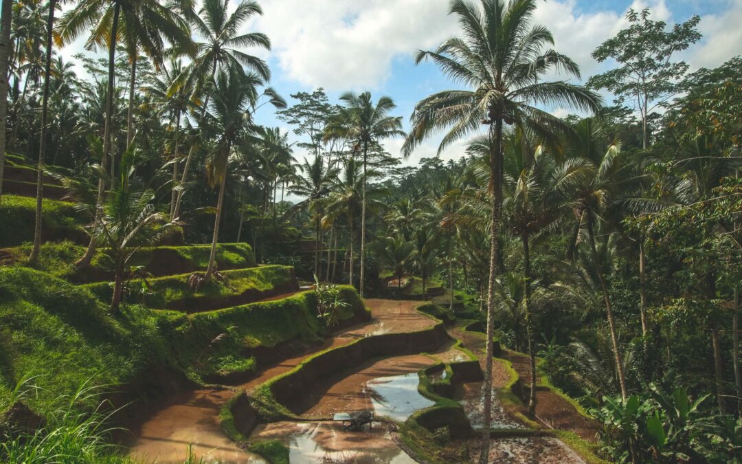 tegalalang-ubud-rice-fields-1