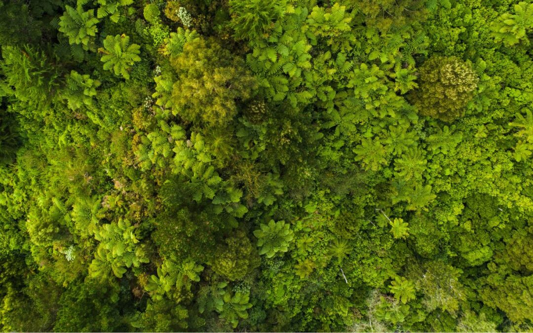 sustainability careers